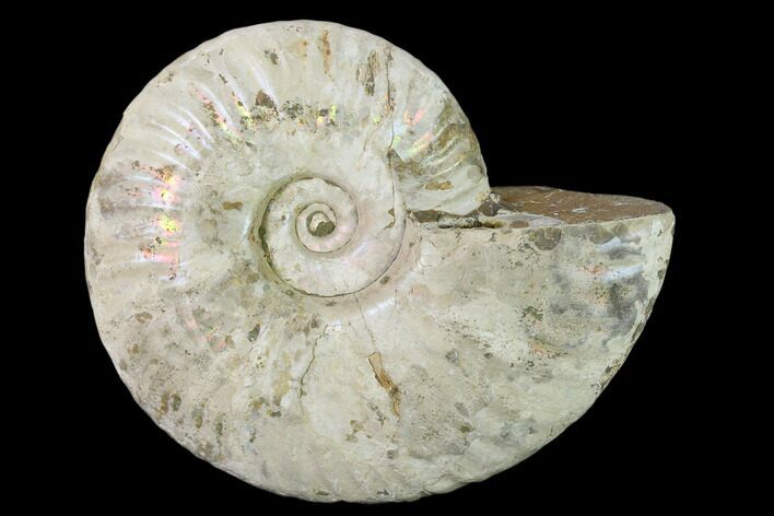 Silver Iridescent Ammonite (Cleoniceras) Fossil - Madagascar #137390